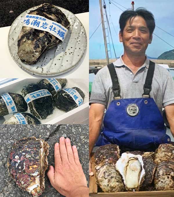 鳴潮岩牡蠣（徳島県産天然ブランド岩牡蠣）